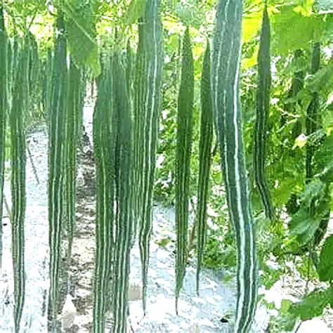 Snake Gourd Green Long