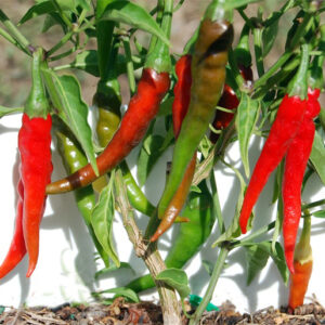 Kashmiri Long Chilli