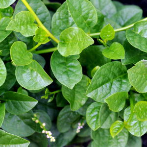 Malabar Spinach Green