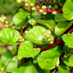 Malabar Spinach Red