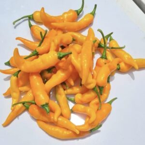 Orange F1 Hybrid Chilli