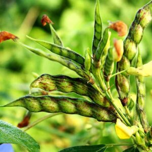 Pigeon Peas