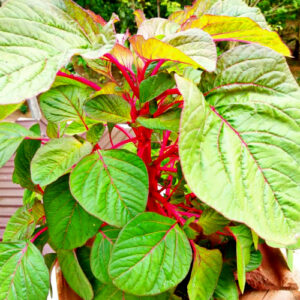 Pinky Amaranthus