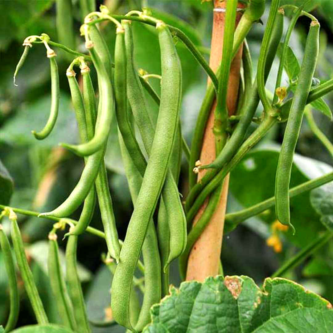 Pole Beans