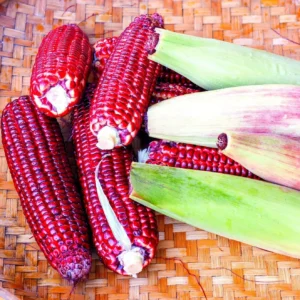Red Corn