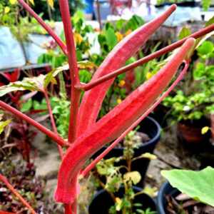 Red Elephant tusk Okra