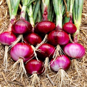 Red Onion