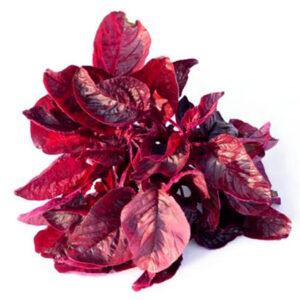 Red Velvet Amaranthus