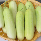 Salad cucumber White