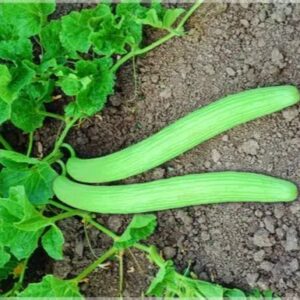 Hybrid Snake Cucumber