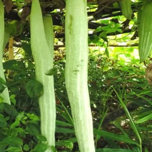 snake Gourd White Long