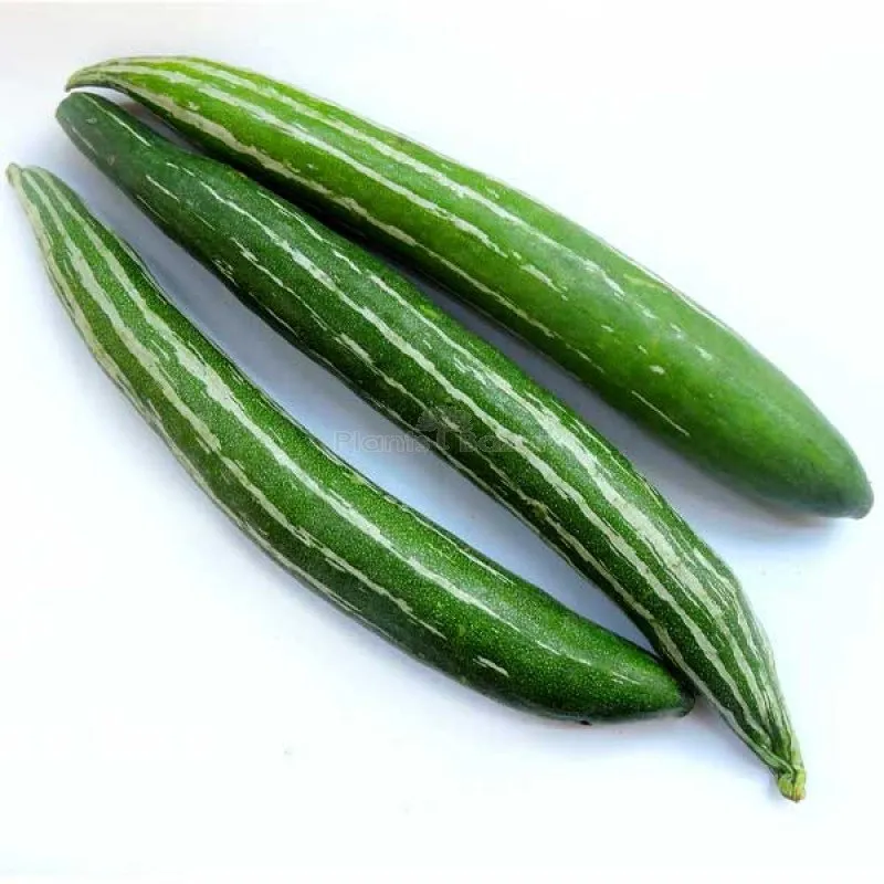 Snake Gourd Harithasree