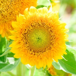 Sunflower Sungold