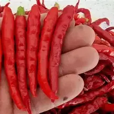 Teja Chilli