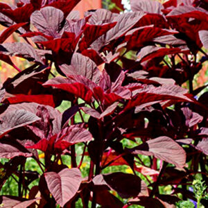 Vaiga Amaranthus Red