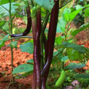 Vengeri brinjal