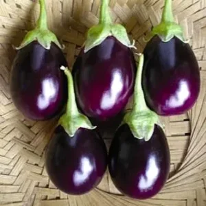 Violet round brinjal