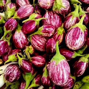 Purple striped brinjal