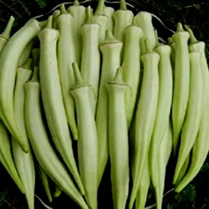 White Okra