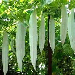 Snake Gourd White