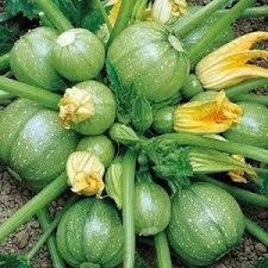 Zucchini Green Round