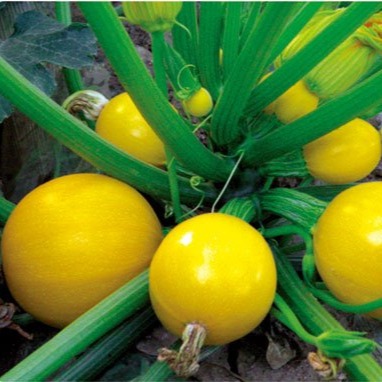 Zucchini Yellow Round
