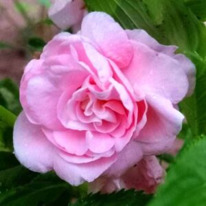 Thailand Balsom Light Pink