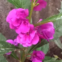 Thailand Balsom Light Violet