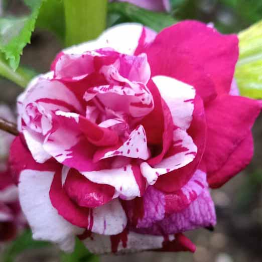 Thailand Balsom Violet and white mix