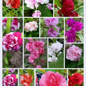 Thailand Balsom 14 color Mixed seeds