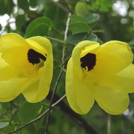 Bauhinia Yellow