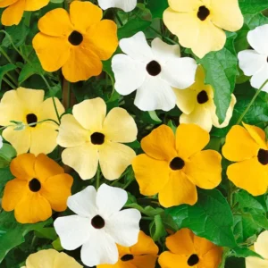 Black Eyed Susan Mix