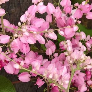 Coral Vine Pink