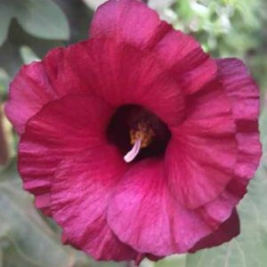 Country Hibiscus