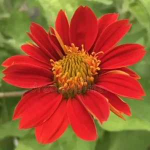 Tithonia Red