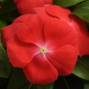 Vinca Pacifica Orange