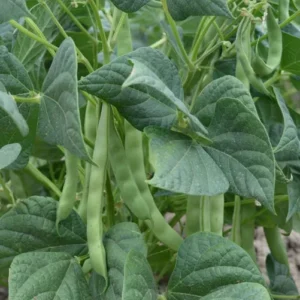 Bush Beans Green