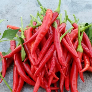 Guntur Chilli