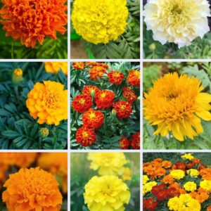 Marigold all variety Mix