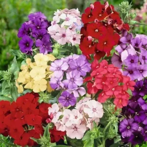 Phlox Mixed seeds
