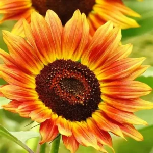 Sunflower Red and Brown