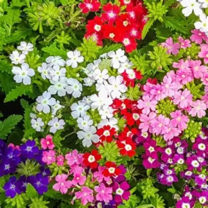 Verbena Mixed Seeds