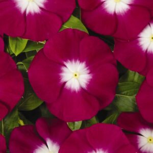 Vinca Pacifica Burgundy Halo