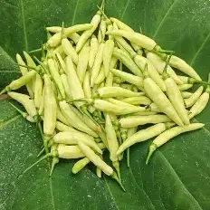 White Birds Eye Chilli