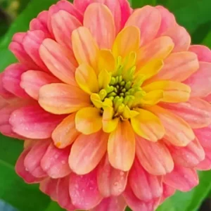 Zinnia Eldorado