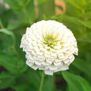 Zinnia White