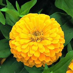 Zinnia Yellow